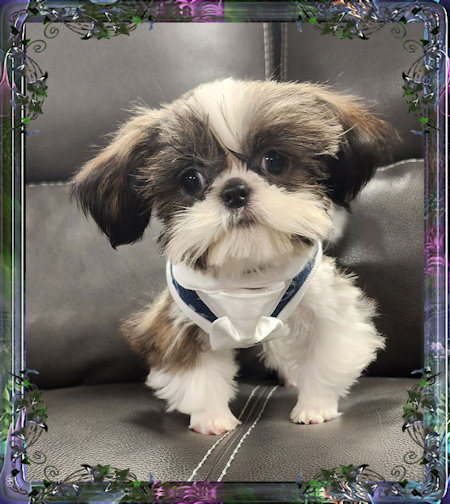 Tiny little male chinese imperial shih tzu puppies for sale teacup